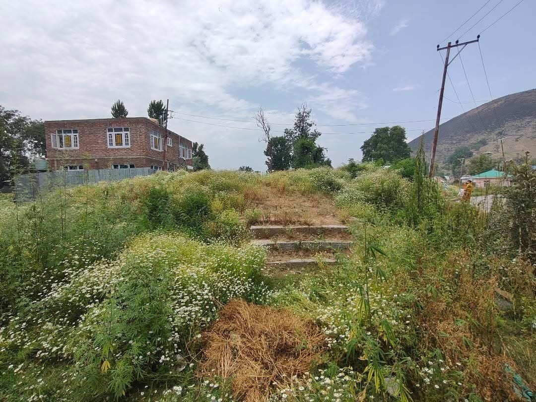 Only the steps of the house remain, the plot absorbed by its neighbours